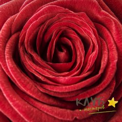 Бархатная роза 15 мл, отдушка косметическая